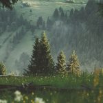 Straja